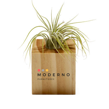 Air Plant - Optamark