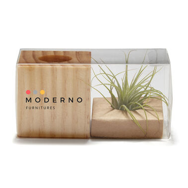 https://doieur1arw9xr.cloudfront.net/optamark/images/opt/products_gallery_images/Air-Plant2.jpg?v=6076