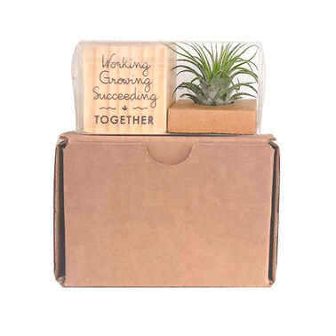 https://doieur1arw9xr.cloudfront.net/optamark/images/opt/products_gallery_images/Air-Plant3.jpg?v=6076