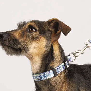 https://doieur1arw9xr.cloudfront.net/optamark/images/opt/products_gallery_images/Full-Color-3-4_-Wide-Premium-Pet-Leash1_09405026202208.jpg?v=5044